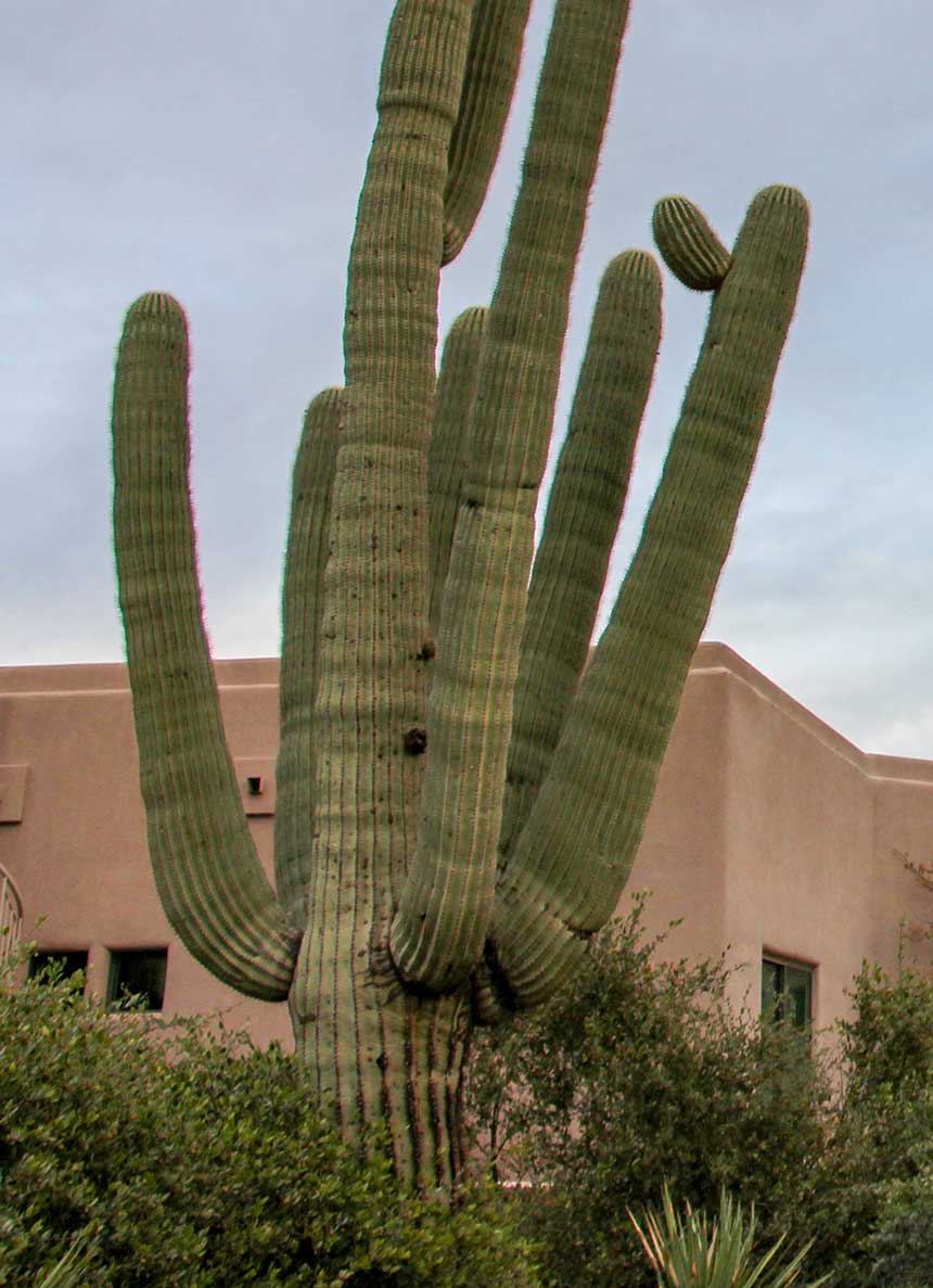 Foam Roof on Arizona Home